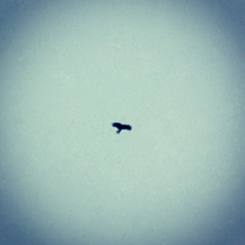 roofvogel